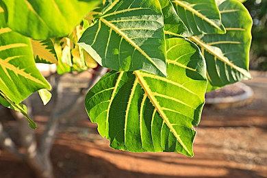 2D平台动作游戏《电钻少女》现已推出试玩Demo 3月29日发售